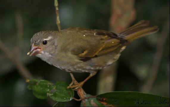 Pixoxó em Guabiruba - SC