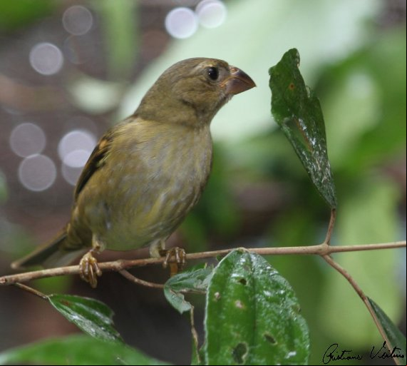 Pixoxó em Guabiruba - SC
