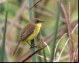 Amarelinho-do-junco - Cristiano Voitina