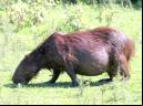 Capivara - Cristiano Voitina