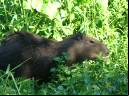 Capivara - Cristiano Voitina