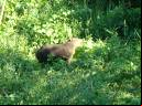 Capivara - Cristiano Voitina