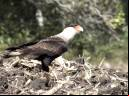 Caracará - Cristiano Voitina