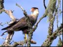 Caracará - Cristiano Voitina