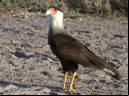 Caracará - Cristiano Voitina
