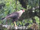 Caracará - Cristiano Voitina