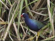 Frango-d'água-azul - Cristiano Voitina