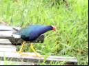 Frango-d'água-azul - Cristiano Voitina