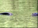 Lontra - Cristiano Voitina