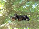 Macaco-prego - Cristiano Voitina