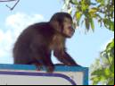 Macaco-prego - Cristiano Voitina