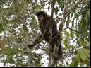 Macaco-prego - Cristiano Voitina