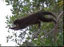 Macaco-prego - Cristiano Voitina