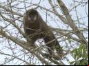 Macaco-prego - Cristiano Voitina