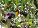Tucano-de-bico-preto - Cristiano Voitina