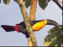 Tucano-de-bico-preto - Cristiano Voitina