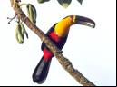 Tucano-de-bico-preto - Cristiano Voitina