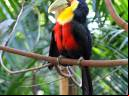 Tucano-de-bico-verde - Cristiano Voitina