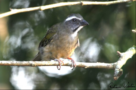 Trinca-ferro em Urubici - SC